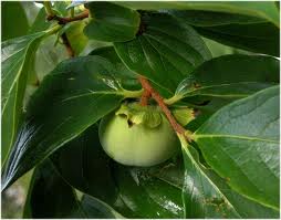 Ebenales (ebenaceae) Ağacı