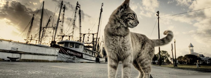 Kitten on Dock facebook kapak resmi
