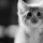 kedi acebook kapak fotografı