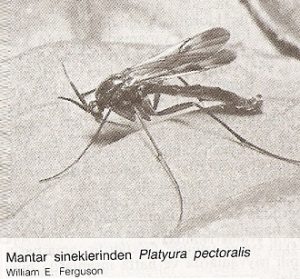 mantar sineği