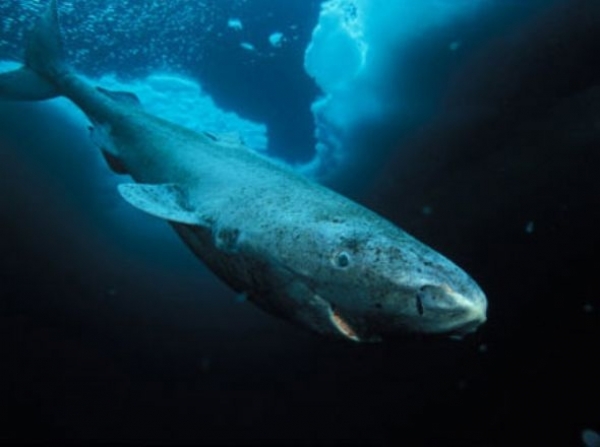 Gronland Köpekbalığı