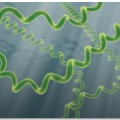 Spirulina Kapsül