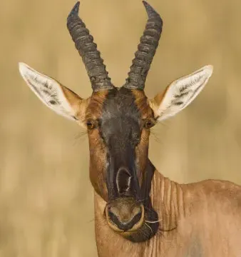 Damaliscus Nedir? Topi, Bontebok ve Sassabi Antilopları