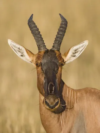 Damaliscus Damaliscus