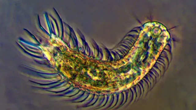 Gastrotricha (Karın Kıllılar) Nedir? Özellikleri ve Yaşamı