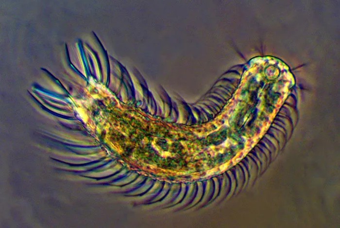 Gastrotricha Gastrotricha