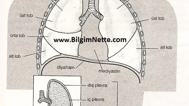 Göğüs Boşluğu