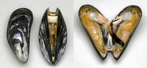Midye