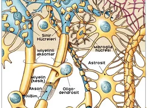Vagotoni Nedir? Belirtileri, Nedenleri ve Ne Yapılmalı?