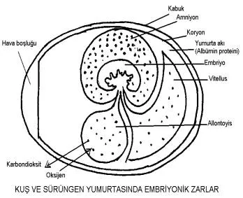 Vitellus Kesesi