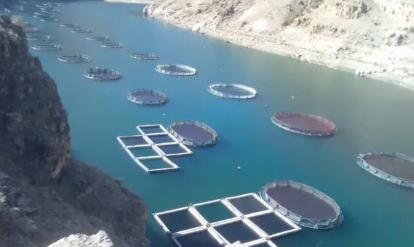 Balık Üretimi