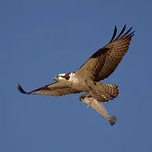Balık Kartalı