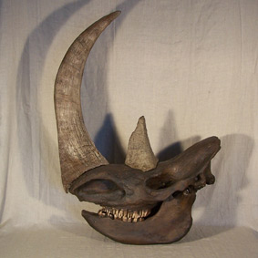 coelodonta