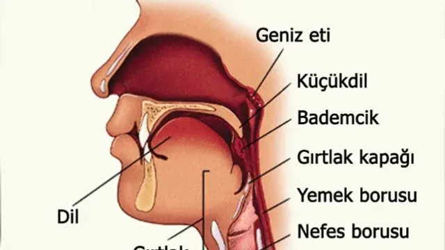 Yutma Nedir, Nasıl Gerçekleşir? Yutma Evreleri ve Yutma Güçlüğü