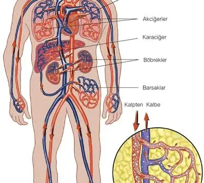Vücut Dışı Kan Dolaşımı (Kalp-Akciğer Makinesi) Nedir?