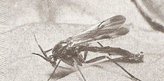 mantar sineği