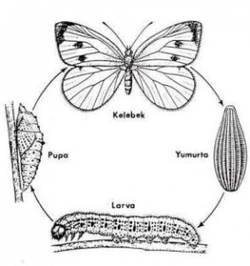 metamorfoz