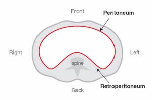 peritoneum karın zarı