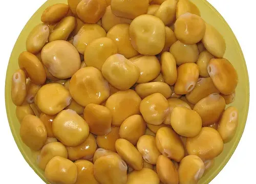 Acı Bakla (Lupinus albus L.)