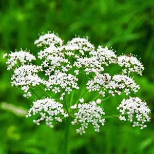 Anason (Anisum vulgare)
