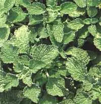 Boz Ot (Marrubium vulgare) Nedir? Özellikleri ve Kullanımı
