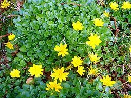 Basurotu
