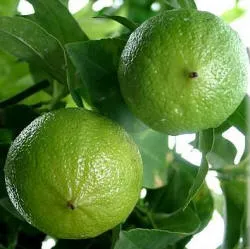 Bergamot