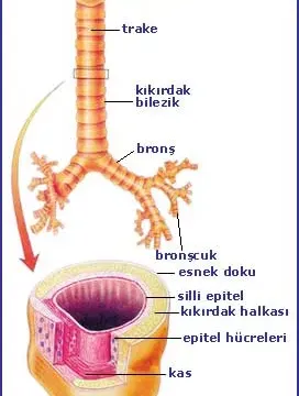 Soluk Borusu