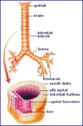 Soluk Borusu Soluk Borusu