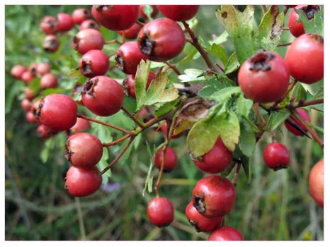 Alıç (Crataegus monogyna)