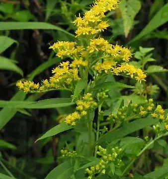 Altınbaşak (Solidago virgaurea)