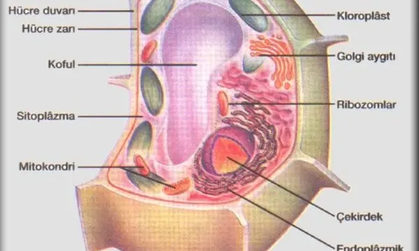 Koful (Vakuol) Nedir? Çeşitleri, Görevleri ve Özellikleri