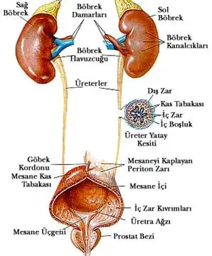 Üriner Sistem (Boşaltım sistemi)
