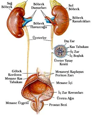 Boşaltım sistemi Boşaltım sistemi