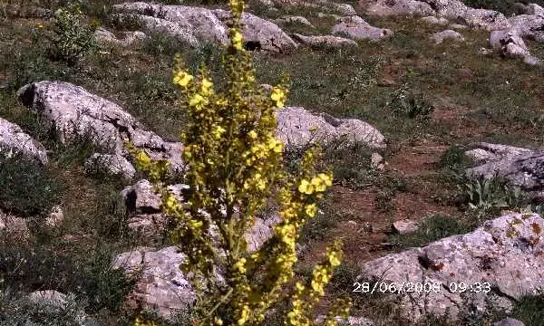 At Efeliği