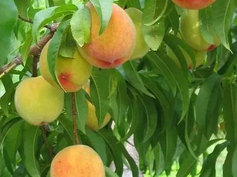 Şeftali (Prunus persica): Özellikleri, Besin Değeri ve Yetiştirilmesi