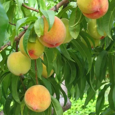 Adi Şeftali (Persica vulgaris) Adi Şeftali (Persica vulgaris)