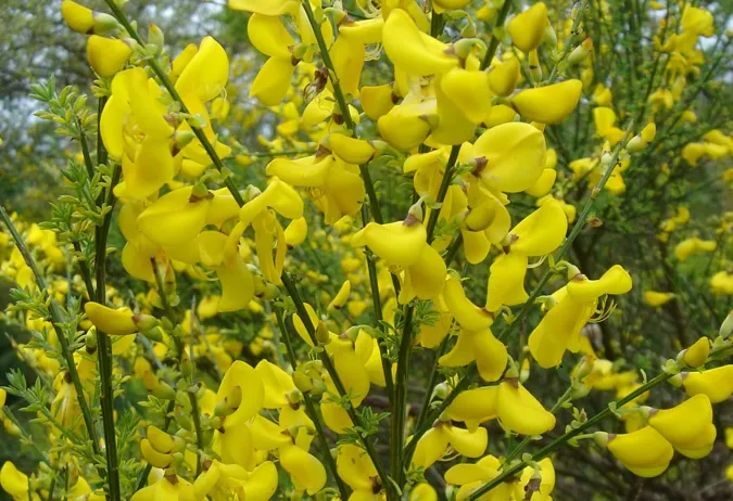 Boyacı Katırtırnağı Boyacı Katırtırnağı