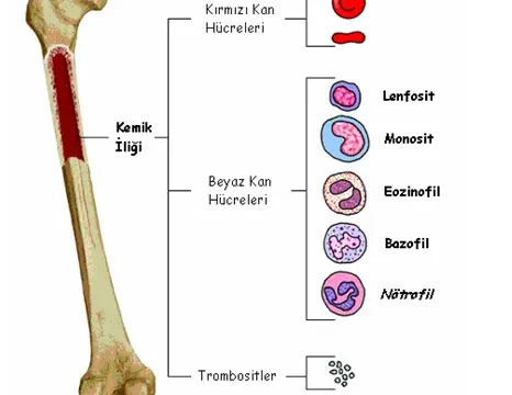 Kemik İliği