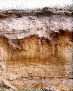 Podzol Toprak Nedir? Oluşumu, Özellikleri ve Görüldüğü Yerler