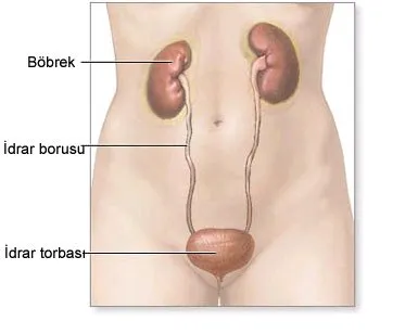 Üretrit Nedir? İdrar Yolu İltihabı Belirtileri ve Tedavisi