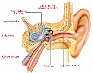 Üzengi Kemiği Nedir? Vücudun En Küçük Kemiği ve Görevi