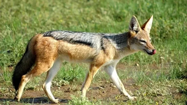 Çakal