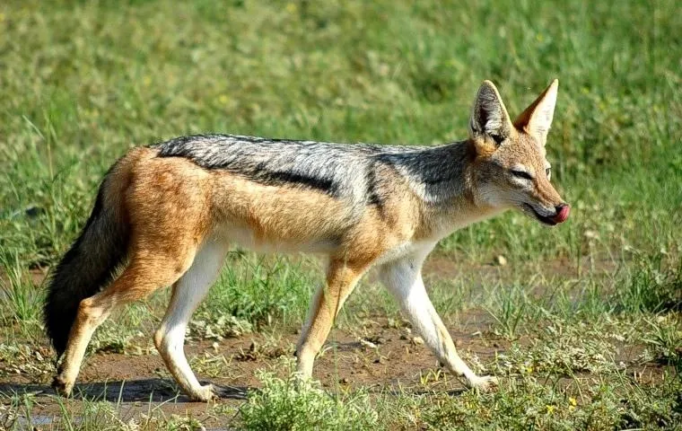 Çakal