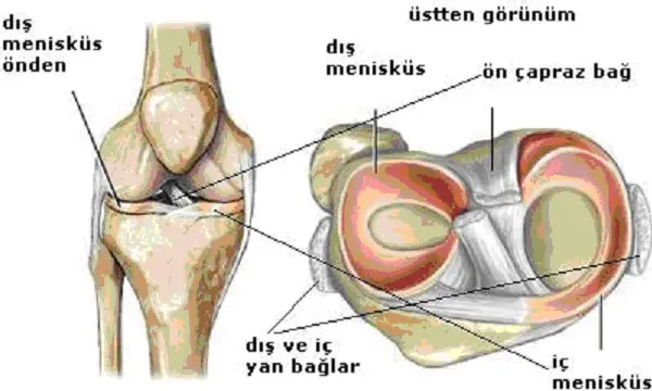 Eklem