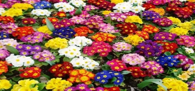 Çuha Çiçeği (Primula) Nedir? Özellikleri, Yetiştirilmesi ve Bakımı