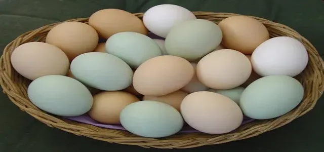 Yumurta Metabolizmayı Hızlandırıyor
