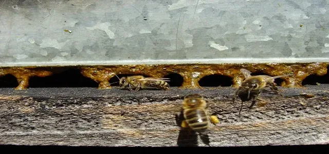 Propolisin Faydaları Saymakla Bitmiyor