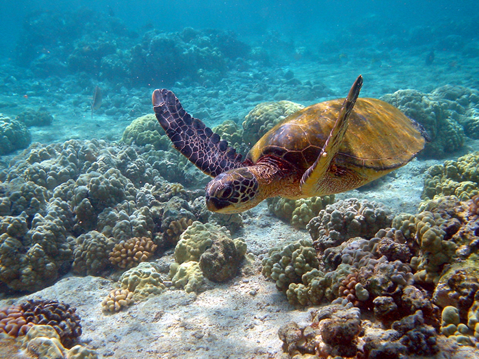 caretta caretta