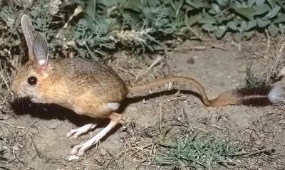 Arap Tavşanı (Jerboa) Nedir? Türkiye’deki Türleri ve Özellikleri